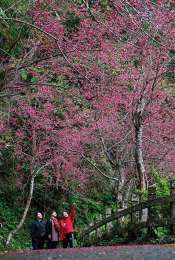 金針山上的青山農場擁有規畫完善的賞花步道，很適合呼朋引伴來賞櫻。